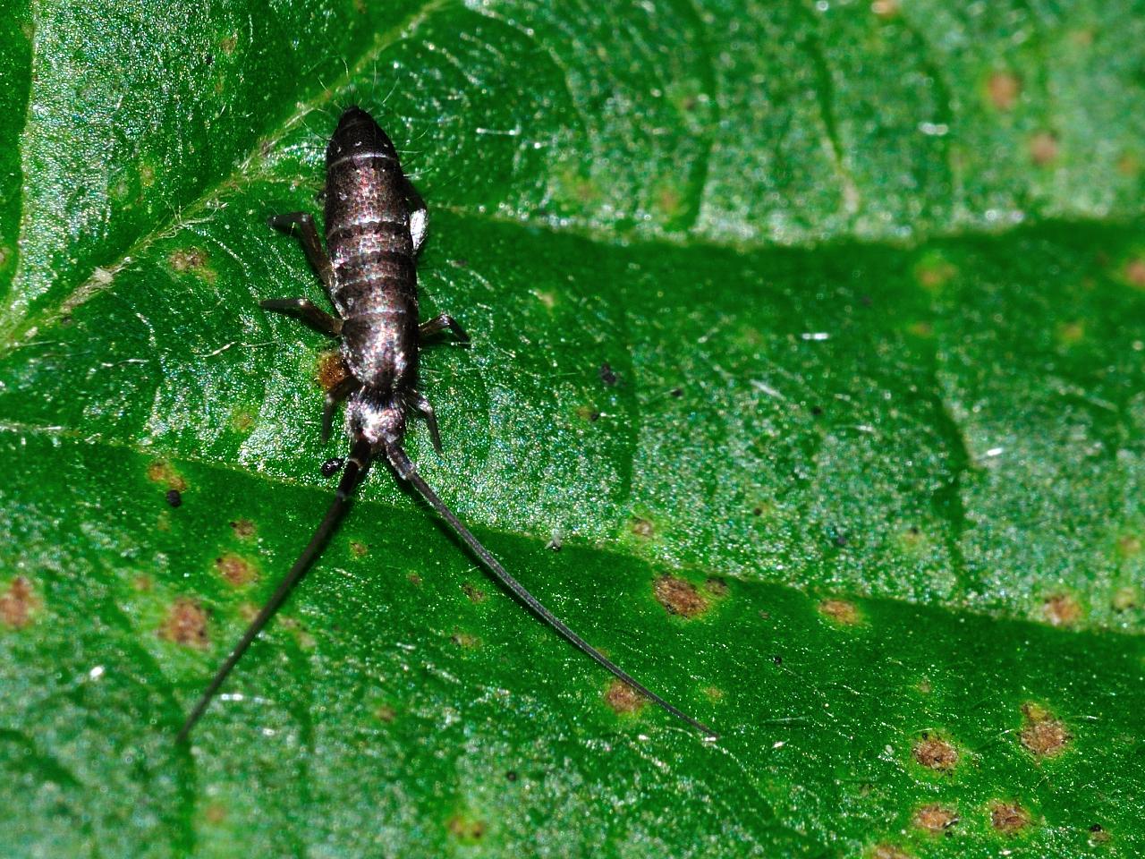 collembolo, Pogonognathellus longicornis